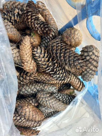 Еловые шишки