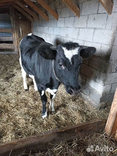 Корова телка