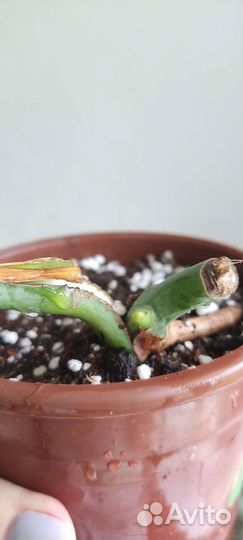 Монстера укорененные черенки