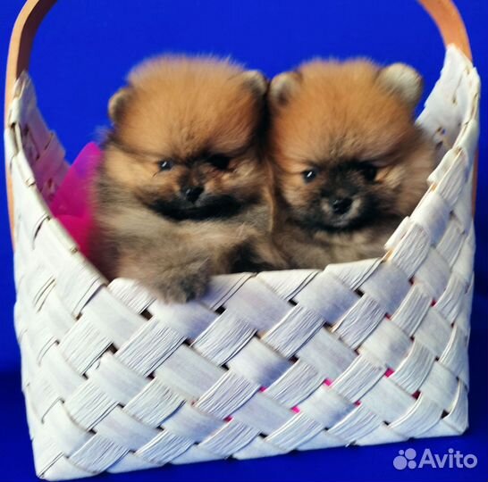 Шпиц с документами