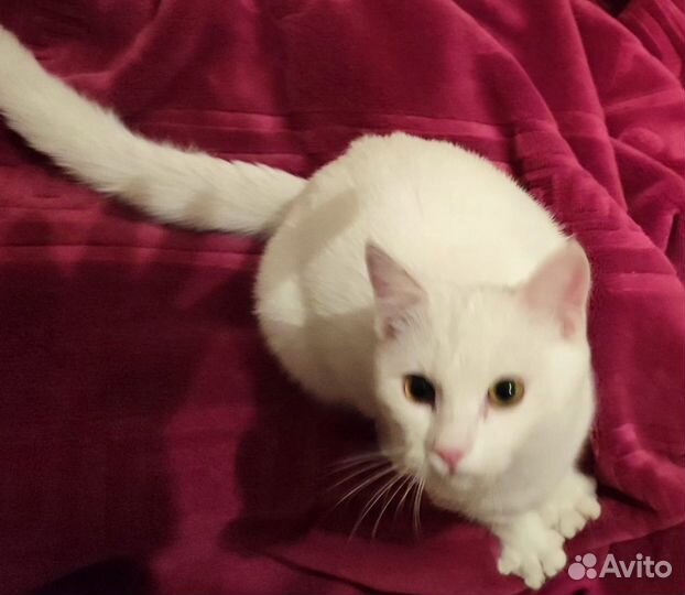 Белая кошечка
