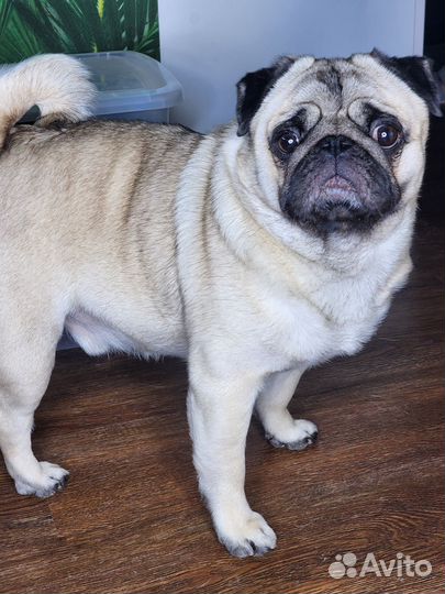 Ищем девочку мопса для вязки