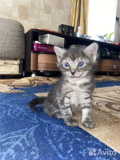 Котята в дар