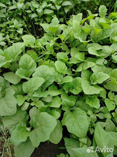 Рассада томатов