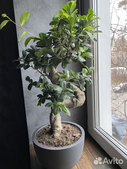 Фикус бонсай