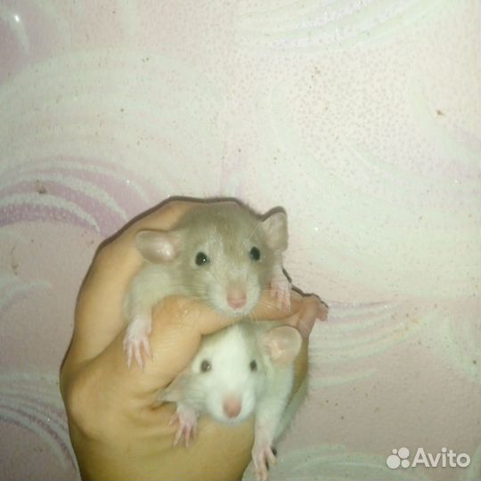 Крысы Дамбо,ручные