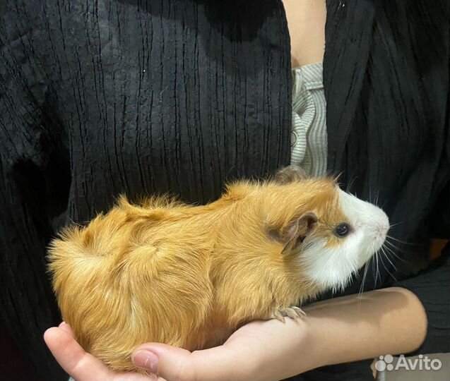 Морская свинка розетка