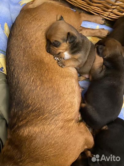 Милая девочка