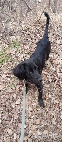 Спаниель в добрые руки