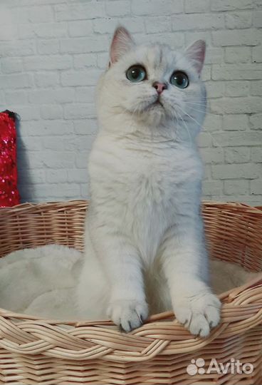Серебристая шиншилла