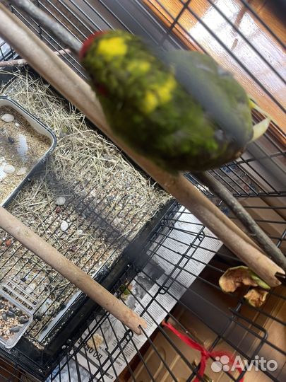 Попугай какарик с клеткой