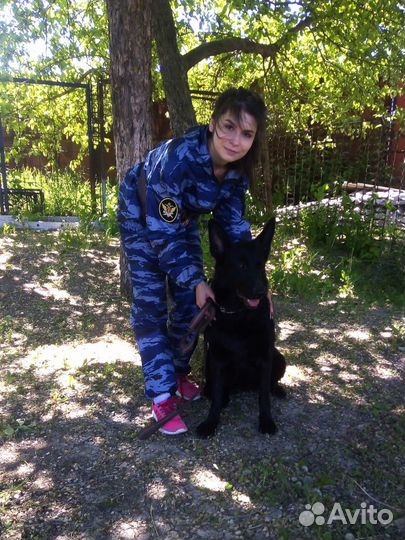 Кинолог. Дрессировка собак