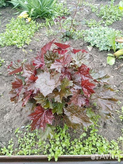 Гейхеры, астильбы, хосты, многолетники