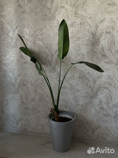 Стрелиция Николая