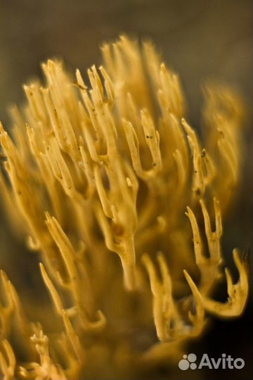 Макрокольца Soligor C/AF