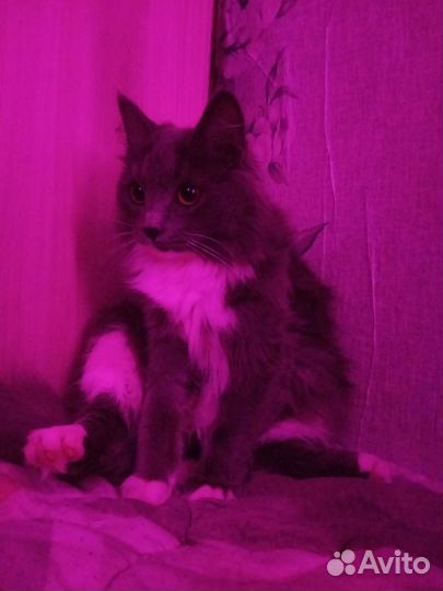 Кошка