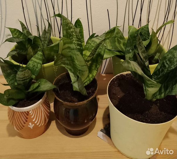 Сансевиерия