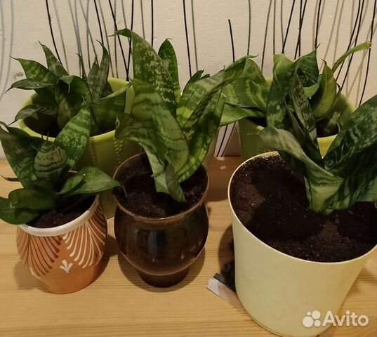 Сансевиерия