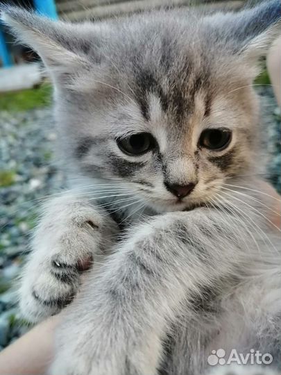 Котята в добрые руки бесплатно