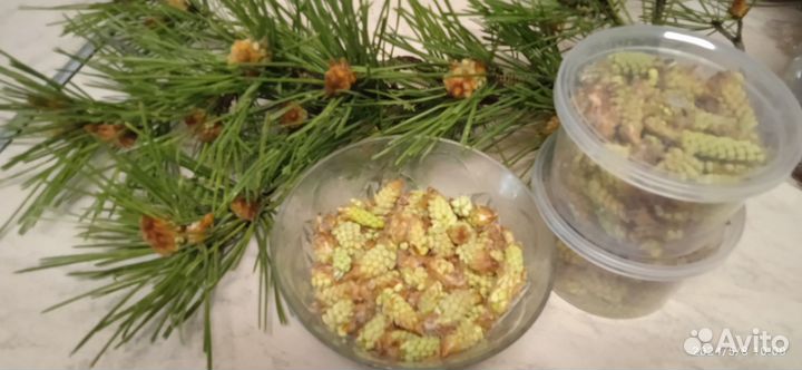 Почки сосны