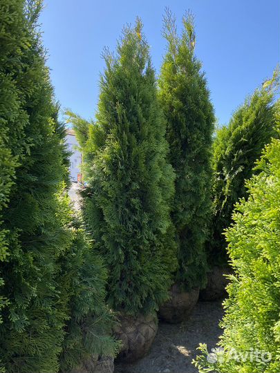 Туя смарагд