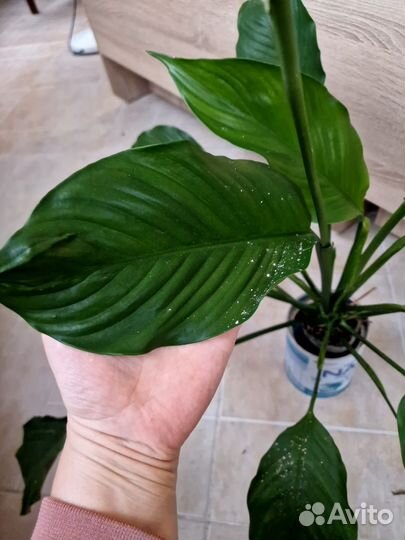 Спатифиллум