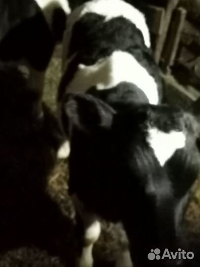 Продам телят бычков