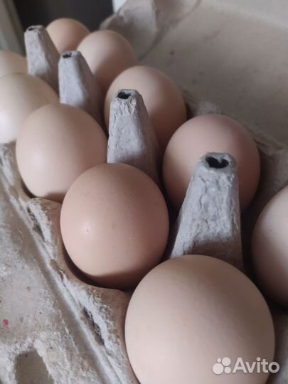 Яйца куриные деревенские домашние