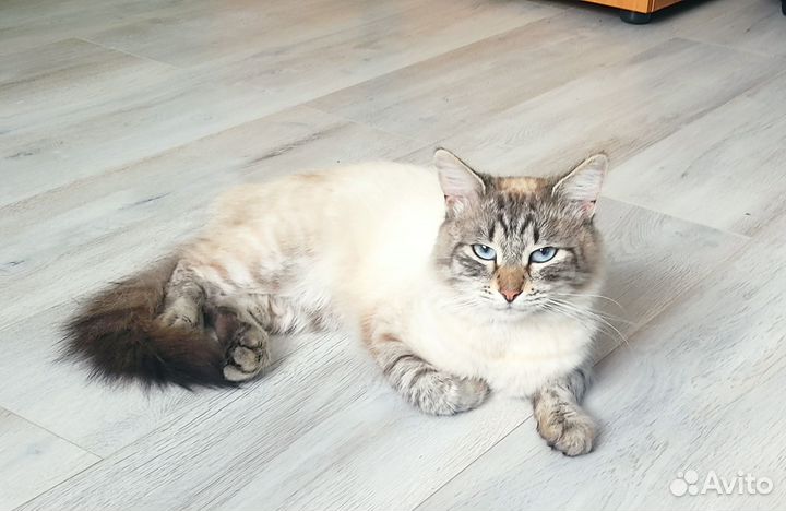 Красивый кот