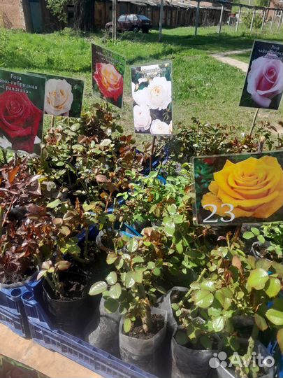 Саженцы роза