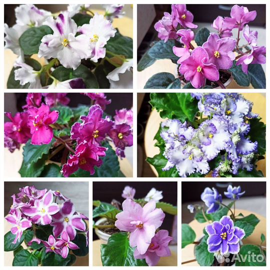 Сортовые фиалки (стартеры) сейчас цветут