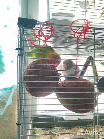 Кокос вываренный