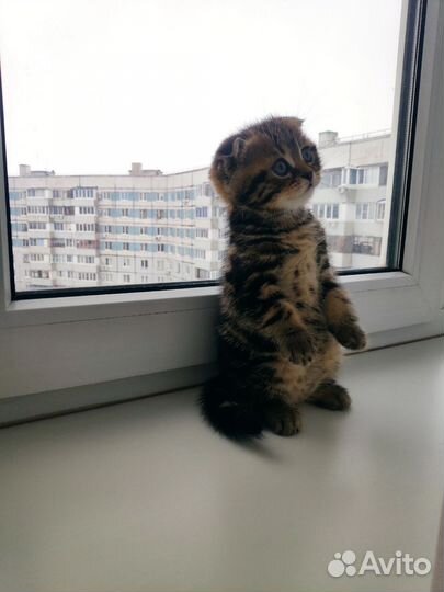 Шотландский кот вислоухий
