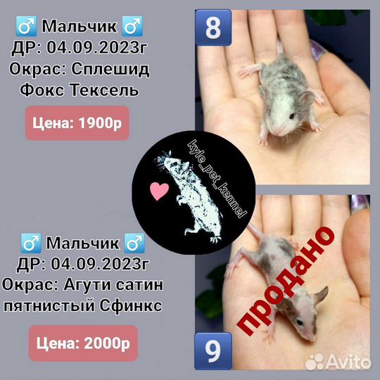 Декоративные сатиновые мышки, кучерявые, сфинкс