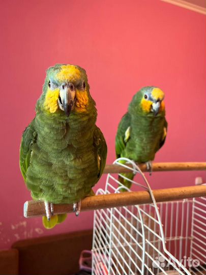 Венесуэльский амазон