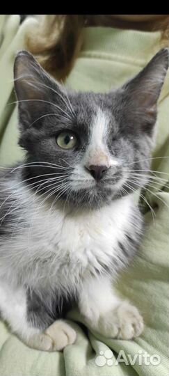 Котенок Дымка