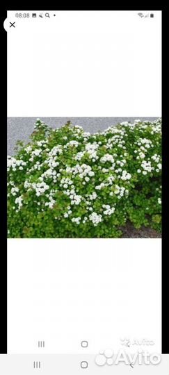 Спирея в ассортимете