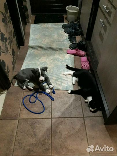 Стаффордширский терьер для вязки