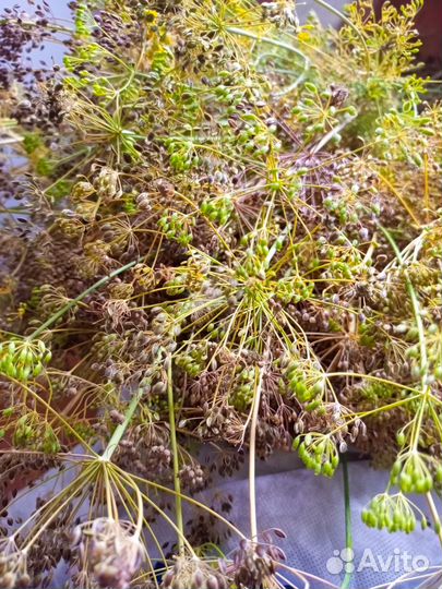 Семена укропа