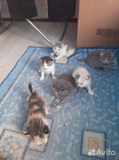Котята отдаю