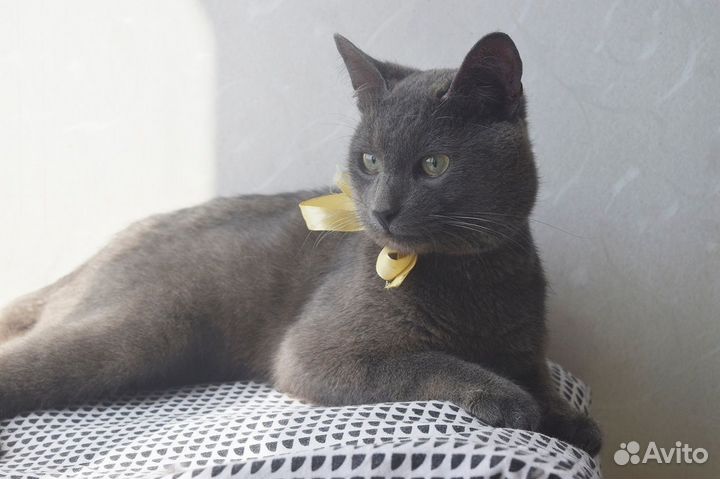 Пожалуйста, помогите коту