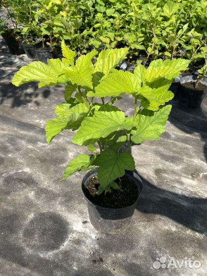 Пузыреплодник “Дартс Голд»