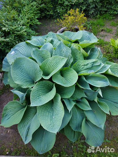 Хосты, много разных