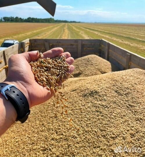 Зерно Ячмень, пшеница, рулон соломы