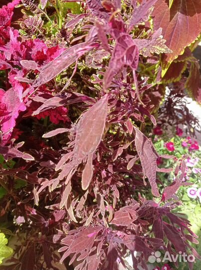 Черенки коллеусов