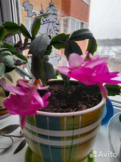 Укорененный черенок декабриста