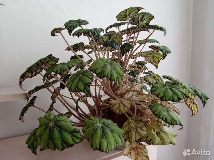 Бегония тигровая (Бауэра)