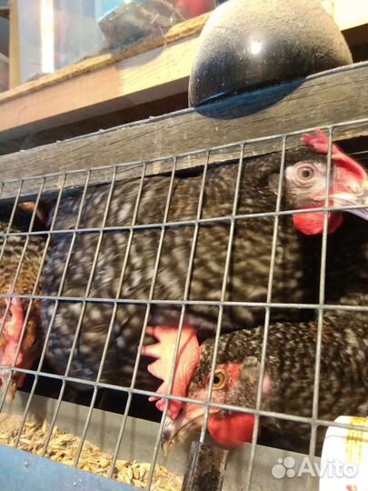 Петушки 3 месяца