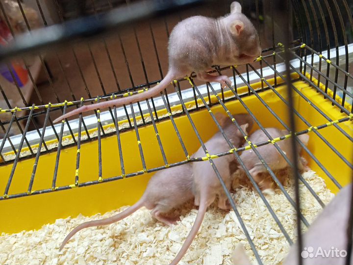 Крыса сфинкс