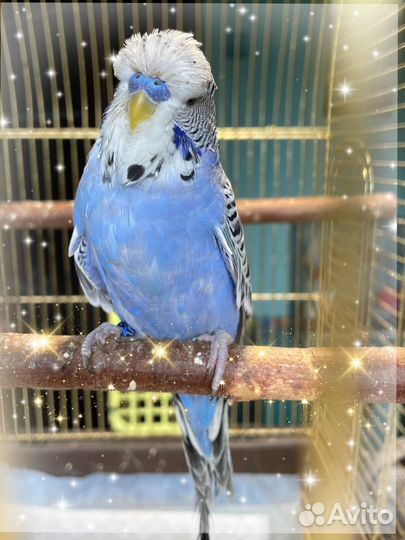 Выставочный волнистый попугай ввп Чех